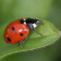 Macro La Tour - 025